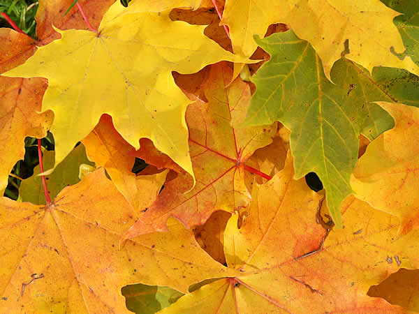 Autunno nelle Dolomiti